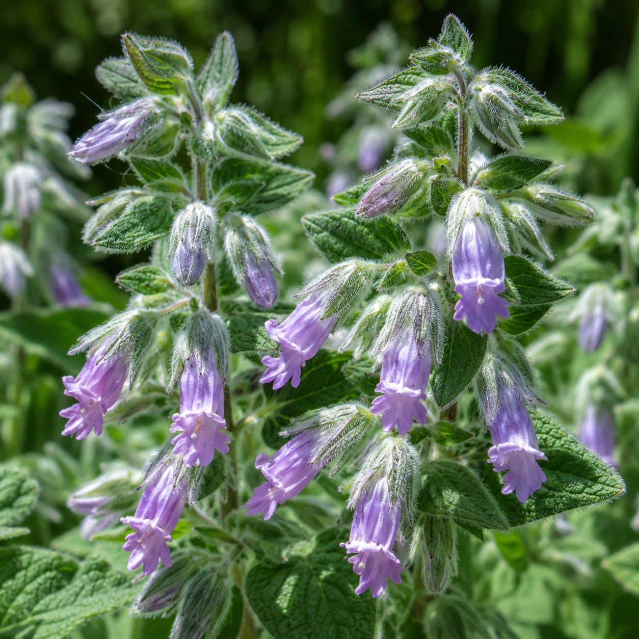 Lepechinia fragrans Fragrant Pitcher Sage | Annie's Annie's Annuals Annie's Annuals and Perennials