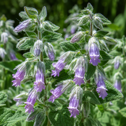 Lepechinia fragrans Fragrant Pitcher Sage | Annie's Annie's Annuals Annie's Annuals and Perennials