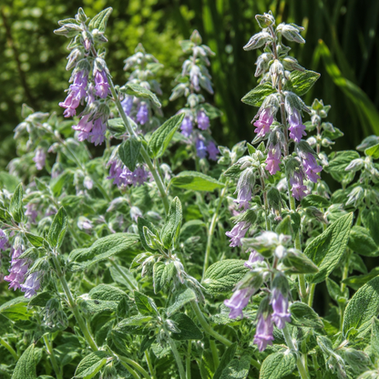Lepechinia fragrans Fragrant Pitcher Sage | Annie's Annie's Annuals Annie's Annuals and Perennials