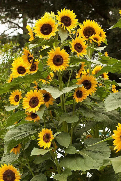 High Noon Long-Lasting Sunflower Seeds Flower Seeds Renee's Garden and Perennials