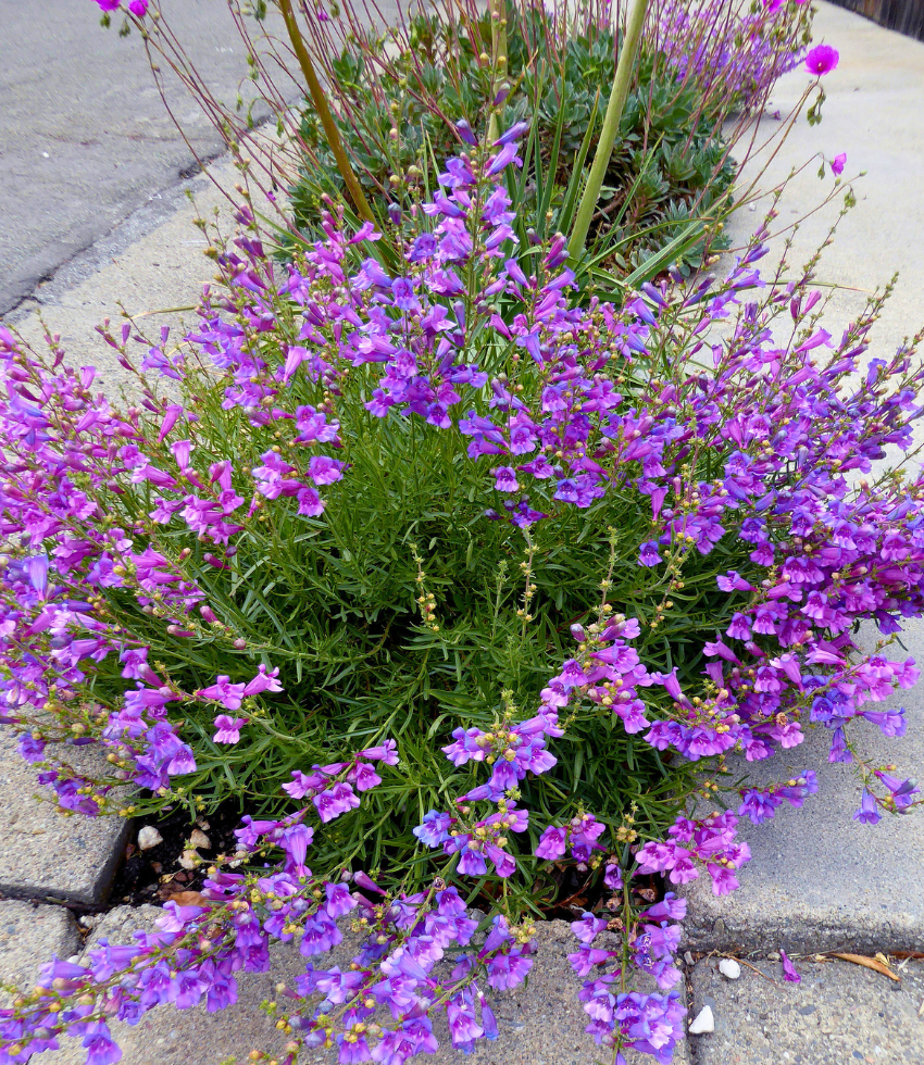 Penstemon heterophyllus - Margarita Bop Annie's Annuals Annie's Annuals and Perennials