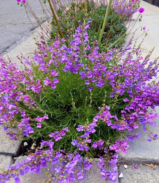 Penstemon heterophyllus - Margarita Bop Annie's Annuals Annie's Annuals and Perennials