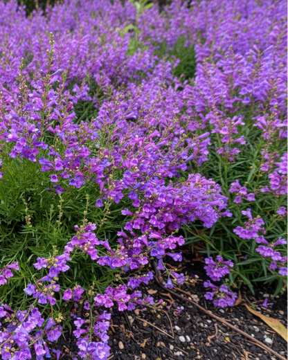 Penstemon heterophyllus 'Margarita BOP' | Foothill Penstemon | Annie's Annuals Annie's Annuals Annie's Annuals and Perennials