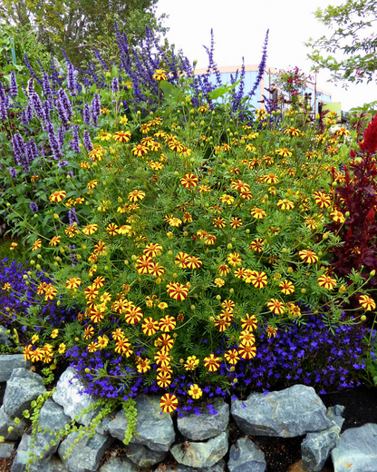 Marigold - Harlequin Annie's Annuals Annie's Annuals and Perennials