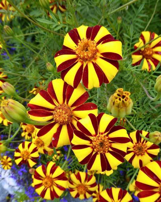 Marigold - Harlequin