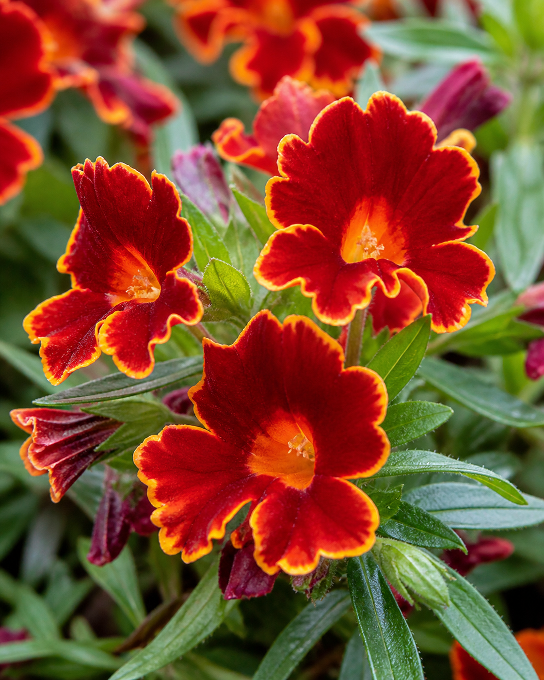 Mimulus - Jelly Bean Fiesta Marigold Annie's Annuals Annie's Annuals and Perennials