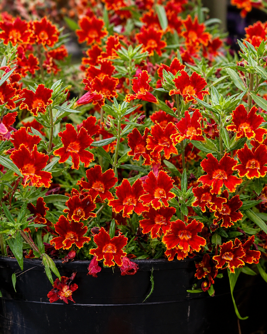 Mimulus - Jelly Bean Fiesta Marigold