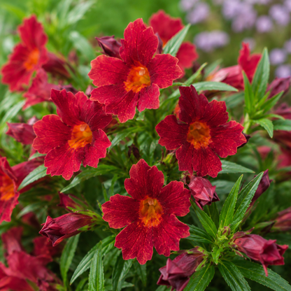 Mimulus 'Mai Tai Red' | Red Monkey Flower | Annie's Annie's Annuals Annie's Annuals and Perennials