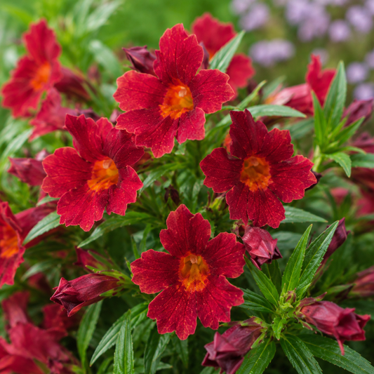 Mimulus 'Mai Tai Red' | Red Monkey Flower | Annie's Annie's Annuals Annie's Annuals and Perennials