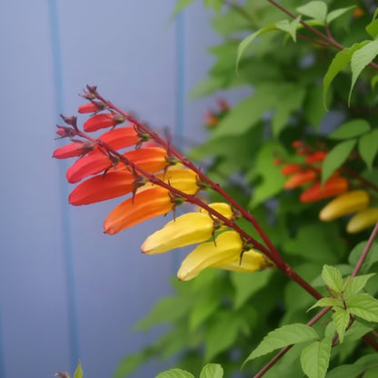 Mina lobata - Exotic Love Vine Annie's Annuals Annie's Annuals and Perennials