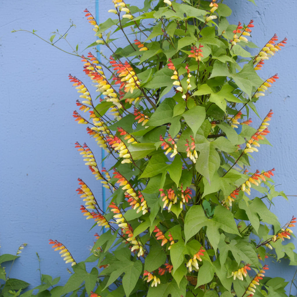 Mina lobata - Exotic Love Vine Annie's Annuals Annie's Annuals and Perennials