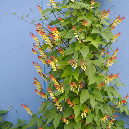 Mina lobata - Exotic Love Vine Annie's Annuals Annie's Annuals and Perennials