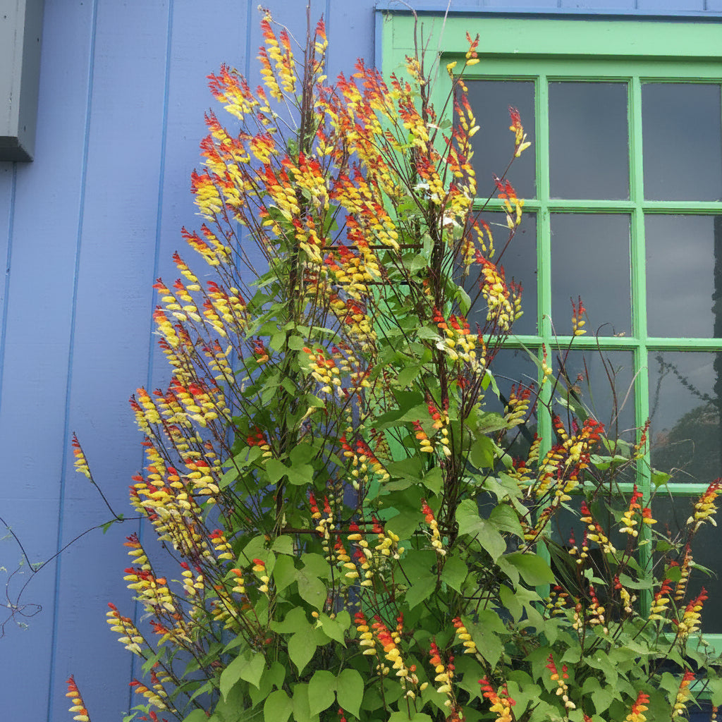 Mina lobata - Exotic Love Vine Annie's Annuals Annie's Annuals and Perennials