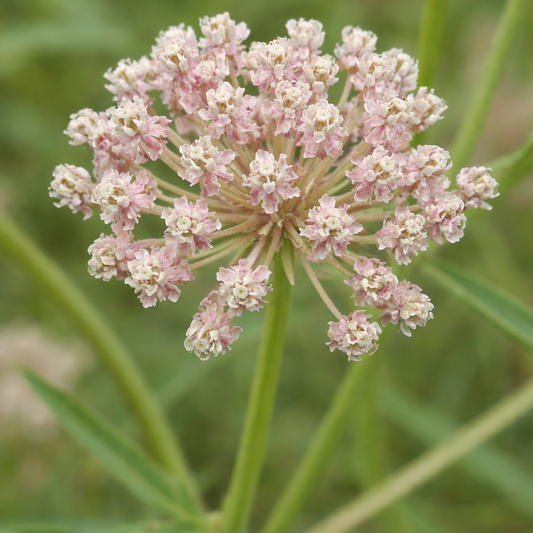 Asclepias fascicularis Annie's Annuals Annie's Annuals and Perennials