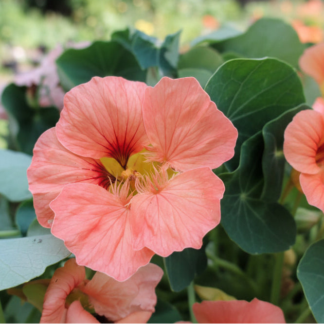 Nasturtium - Salmon Baby Annie's Annuals Annie's Annuals and Perennials