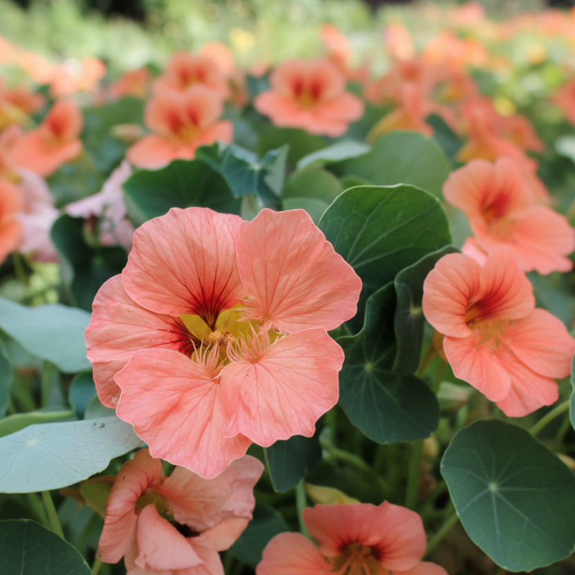 Nasturtium - Salmon Baby Annie's Annuals Annie's Annuals and Perennials