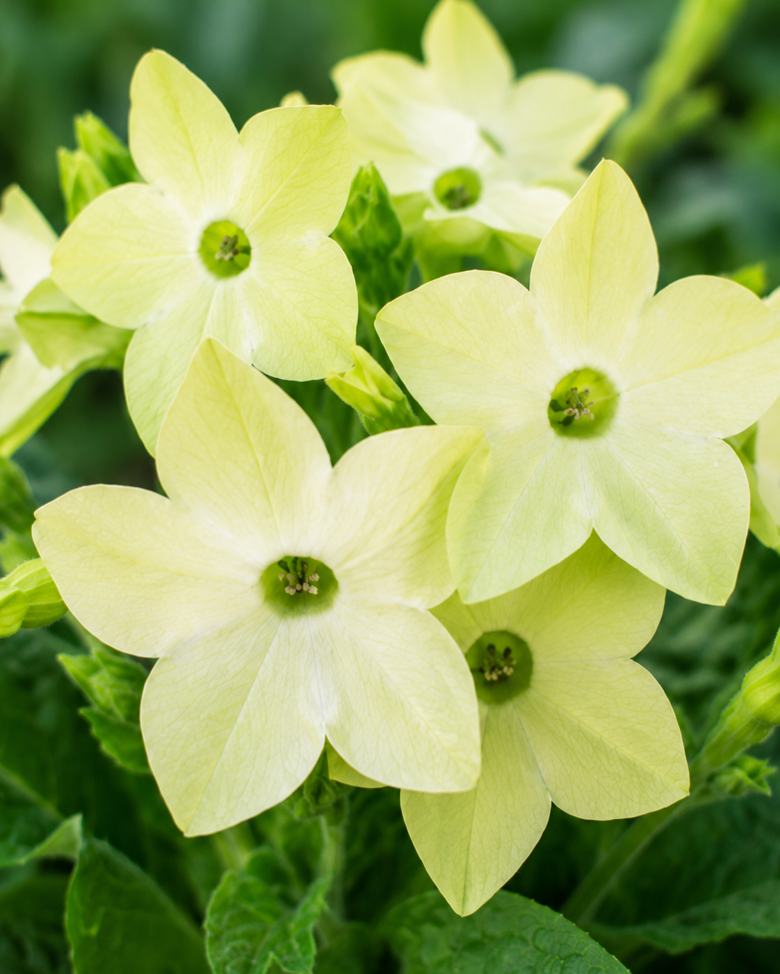 Nicotiana alata 'Saratoga Lime' | Lime Green Flowering Tobacco | Annie's Annuals Annie's Annuals Annie's Annuals and Perennials