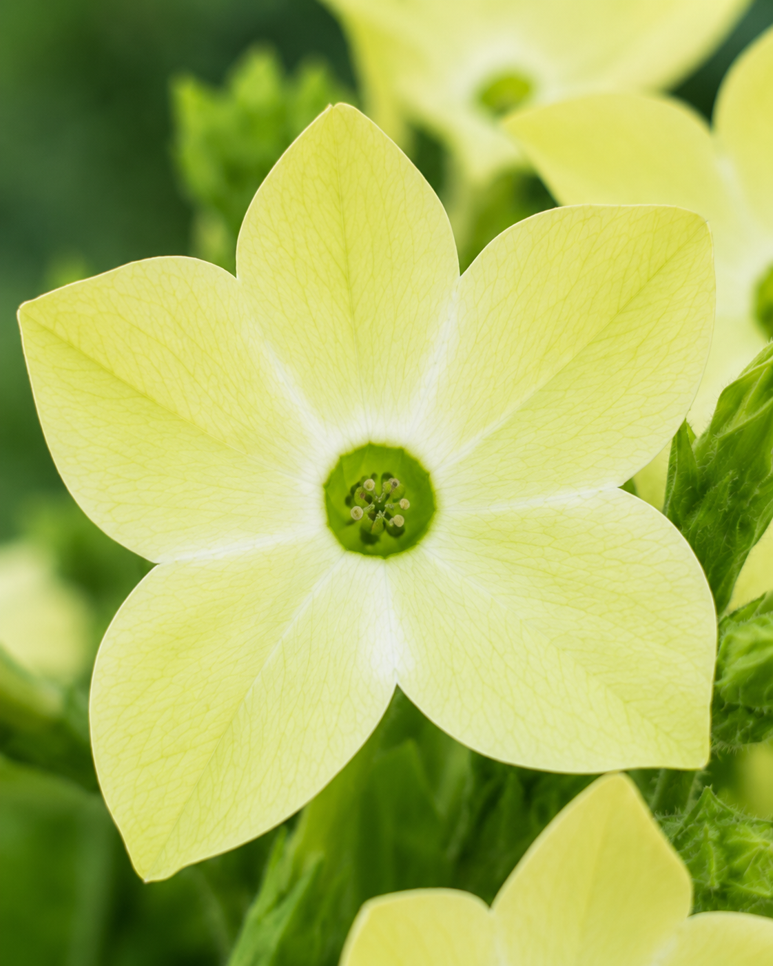 Nicotiana alata 'Saratoga Lime' | Lime Green Flowering Tobacco | Annie's Annuals Annie's Annuals Annie's Annuals and Perennials