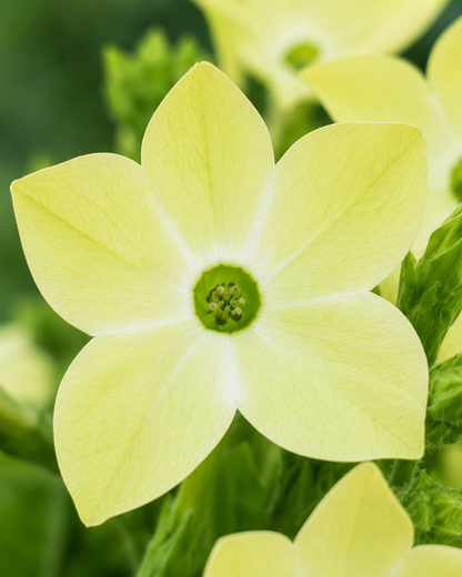 Nicotiana alata 'Saratoga Lime' | Lime Green Flowering Tobacco | Annie's Annuals Annie's Annuals Annie's Annuals and Perennials