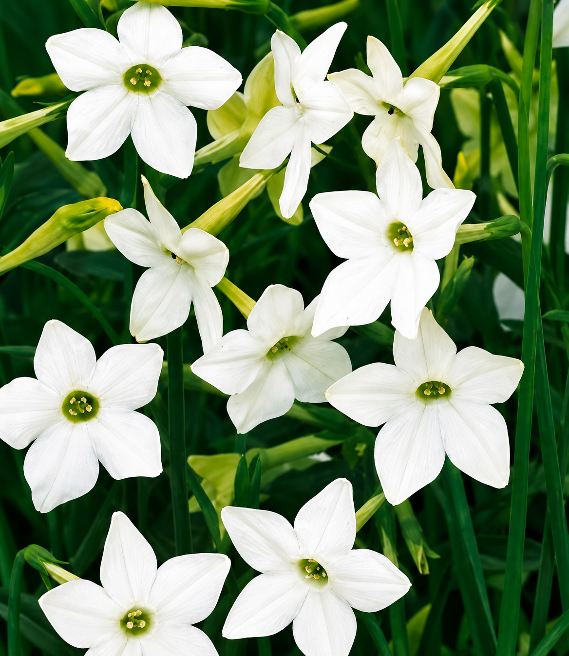 Nicotiana alata - Saratoga White Annie's Annuals Annie's Annuals and Perennials