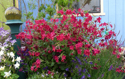 Nicotiana alata x sanderae - Crimson Bedder Annie's Annuals Annie's Annuals and Perennials