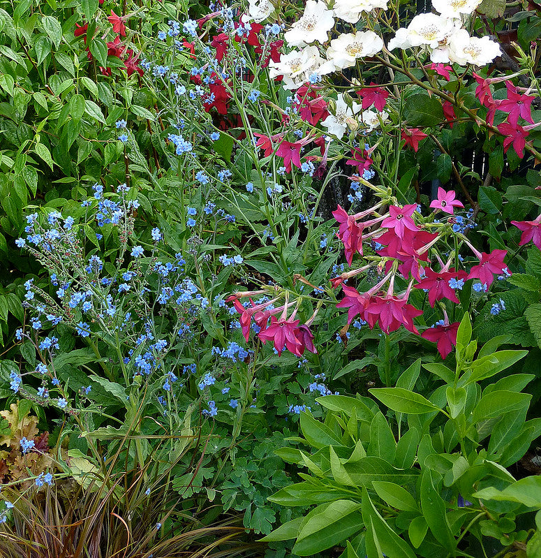 Nicotiana alata x sanderae - Crimson Bedder Annie's Annuals Annie's Annuals and Perennials