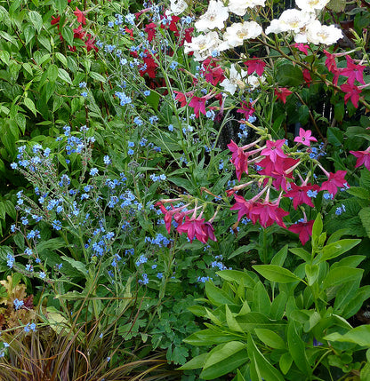 Nicotiana alata x sanderae - Crimson Bedder Annie's Annuals Annie's Annuals and Perennials