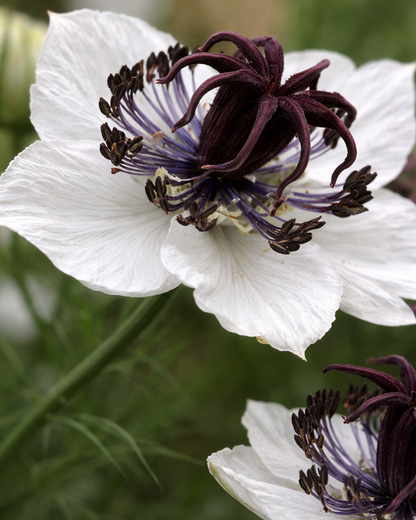 Nigella hispanica - Alabaster | Annie's Annuals