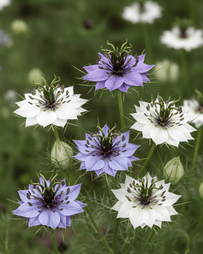 Nigella hispanica 'Alabaster' | White Love-in-a-Mist | Annie's Annuals Annie's Annuals Annie's Annuals and Perennials