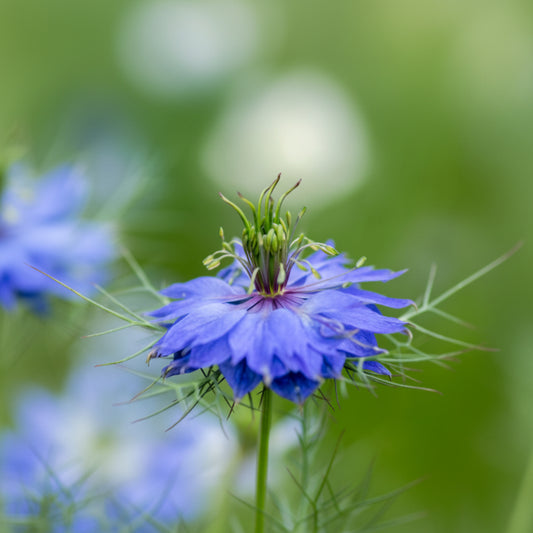Nigella damascena - Miss Jekyll Dark Blue Annie's Annuals Annie's Annuals and Perennials