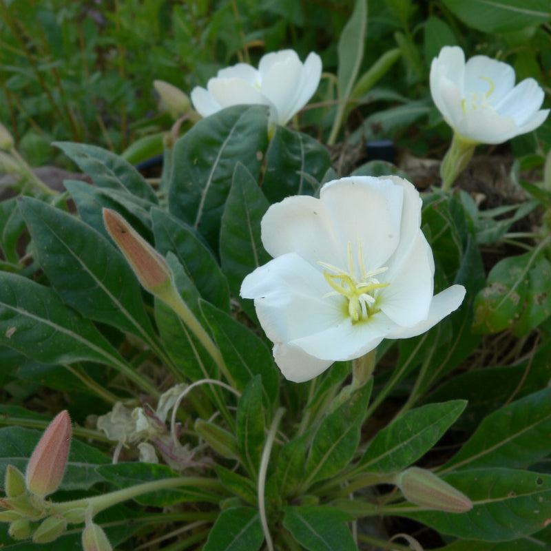 Oenothera caespitosa - Tufted Evening Primrose Annie's Annuals Annie's Annuals and Perennials