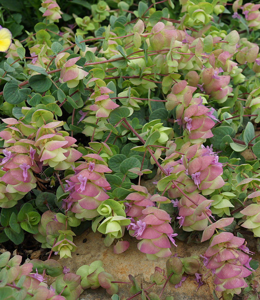 Origanum - Barbara Tingey Annie's Annuals Annie's Annuals and Perennials