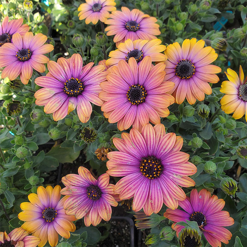 Osteospermum - Zion Copper Amethyst Annie's Annuals Annie's Annuals and Perennials