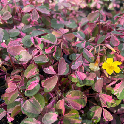 Oxalis - Plum Crazy Annie's Annuals Annie's Annuals and Perennials