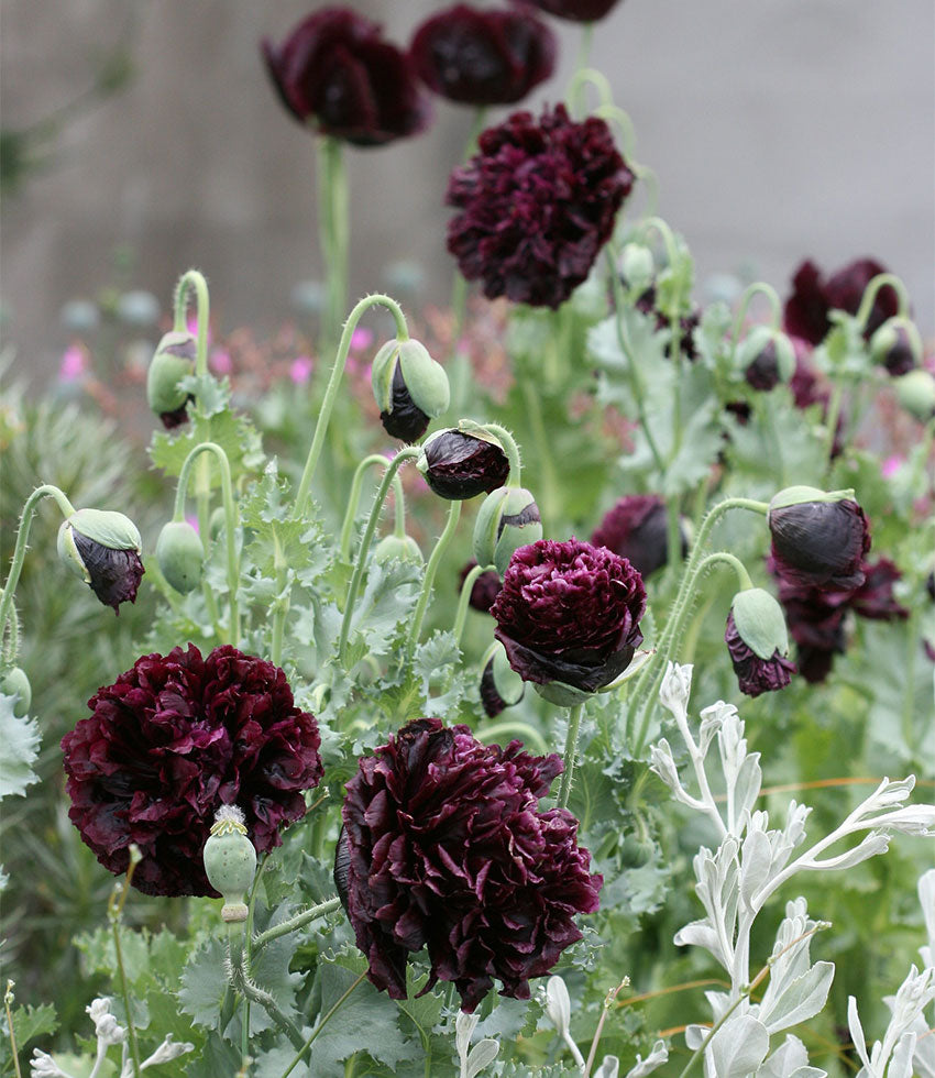 Papaver Hybridum - Black Peony Annie's Annuals Annie's Annuals and Perennials