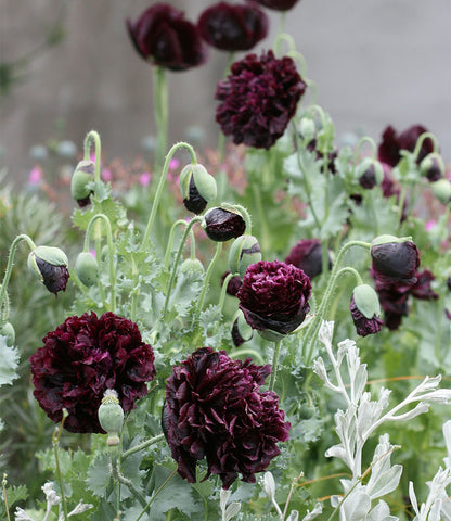 Papaver Hybridum - Black Peony Annie's Annuals Annie's Annuals and Perennials