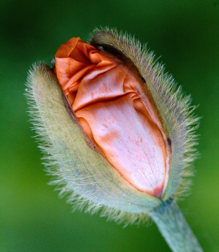 Papaver atlanticum - Flore Pleno Annie's Annuals Annie's Annuals and Perennials