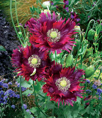 Papaver hybridum - Drama Queen Annie's Annuals Annie's Annuals and Perennials