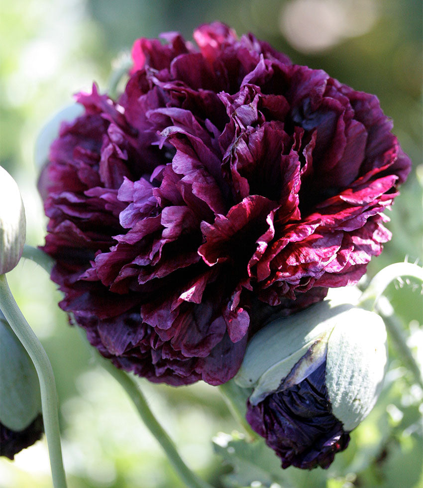 Papaver Hybridum - Black Peony Annie's Annuals Annie's Annuals and Perennials