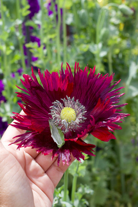 Papaver hybridum - Drama Queen Annie's Annuals Annie's Annuals and Perennials