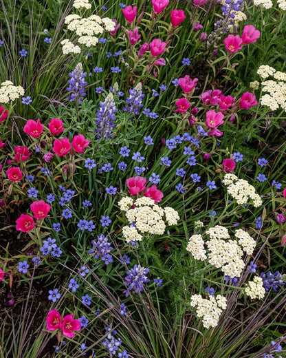 Peaceful Valley Bay Area Wildflower Seed Mix, 1/4 lb