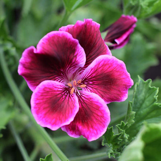Pelargonium - Cherries Jubilee Annie's Annuals Annie's Annuals and Perennials