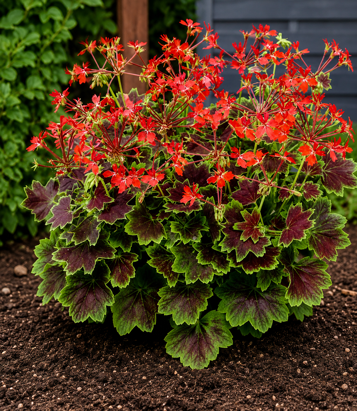 Pelargonium - Vancouver Centennial Annie's Annuals Annie's Annuals and Perennials