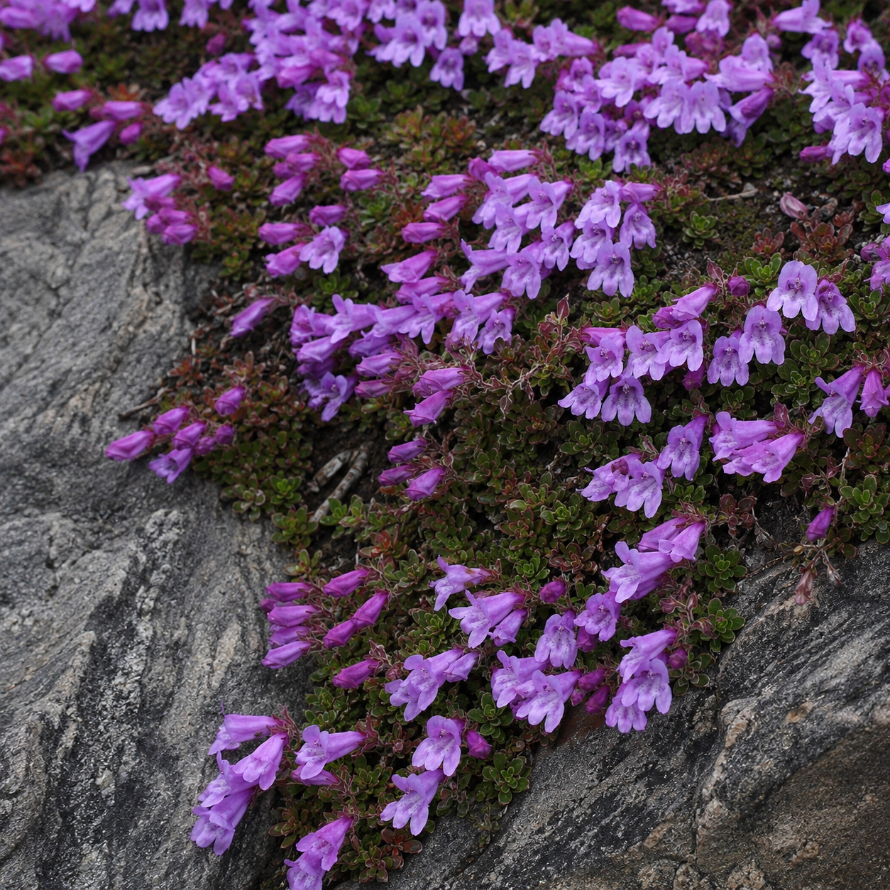 Davidson's Penstemon | Penstemon davidsonii | Annie's Annie's Annuals Annie's Annuals and Perennials