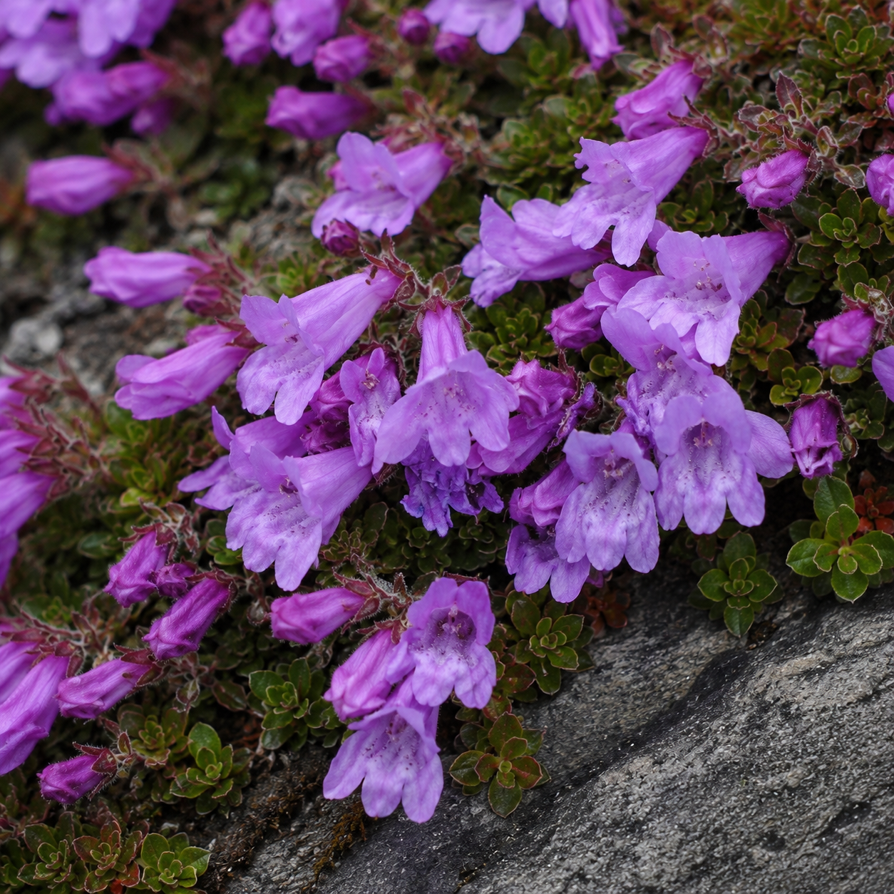 Davidson's Penstemon | Penstemon davidsonii | Annie's Annie's Annuals Annie's Annuals and Perennials