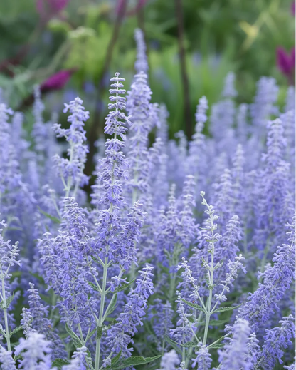 Perovskia atriplicifolia 'Blue Jean Baby' | Russian Sage | Annie's Annuals Annie's Annuals Annie's Annuals and Perennials