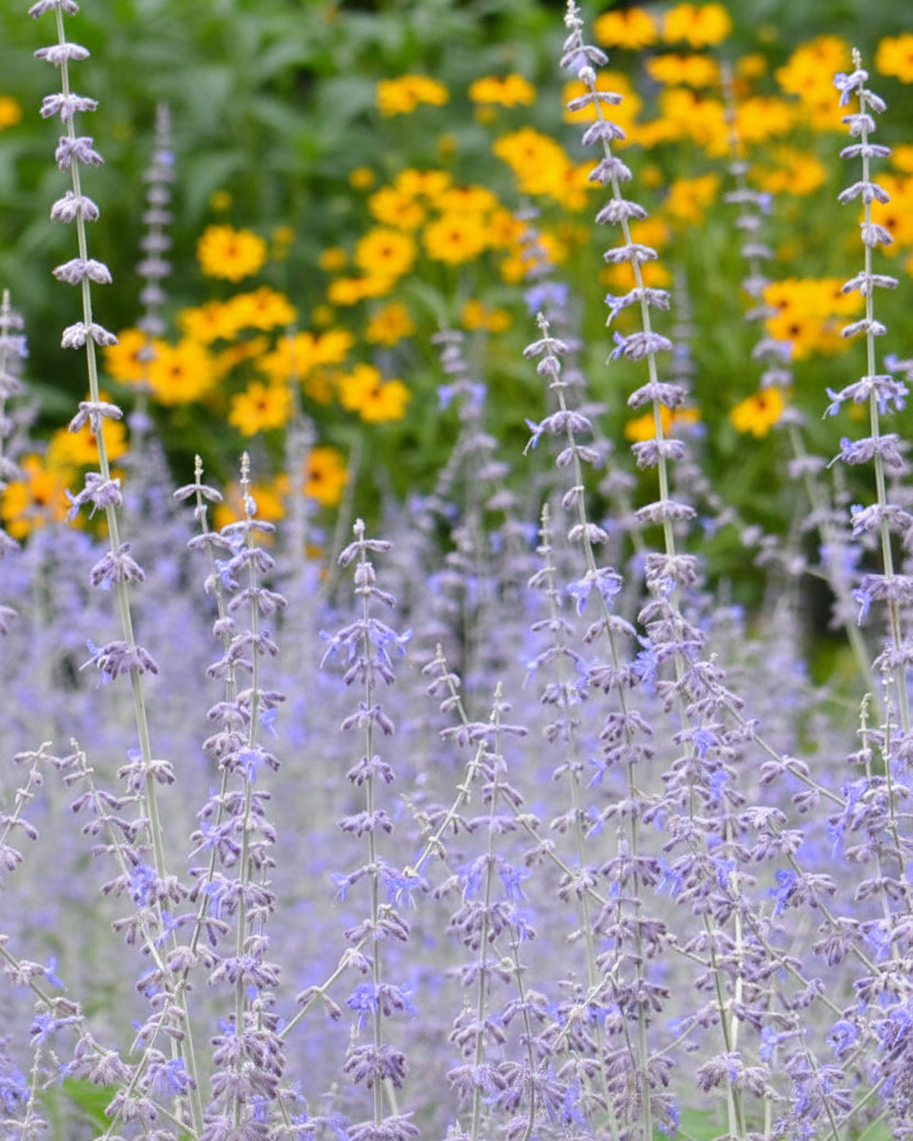 Perovskia atriplicifolia 'Blue Jean Baby' | Russian Sage | Annie's Annuals Annie's Annuals Annie's Annuals and Perennials