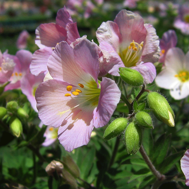 Polemonium carneum Annie's Annuals Annie's Annuals and Perennials