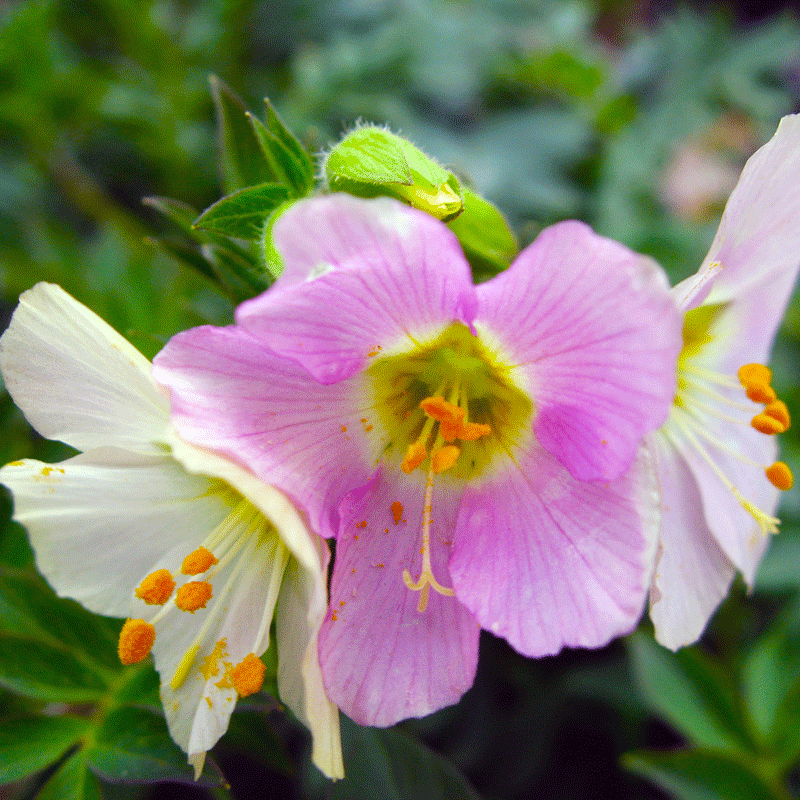 Polemonium carneum Annie's Annuals Annie's Annuals and Perennials