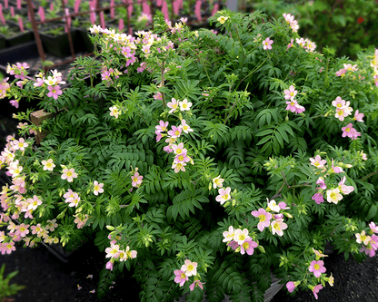 Polemonium carneum Annie's Annuals Annie's Annuals and Perennials